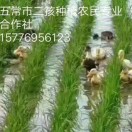 五常二孩水稻种植专业合作社
